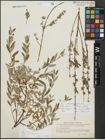 Foto von Salix repens subsp. incubacea (L.) A. Neumann